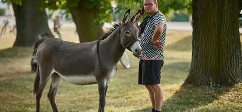 450 kilométert gyalogolt, hogy vágóhídra ítélt szamarakat menthessen