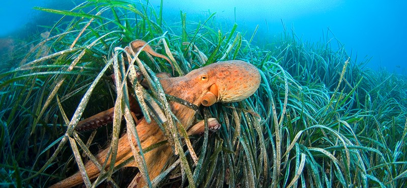 Octopuses build real underwater cities off the coast of Australia