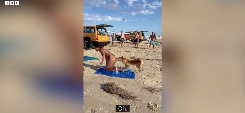 A person was relaxing on the beach, and then a dingo would come and bite him at the bottom