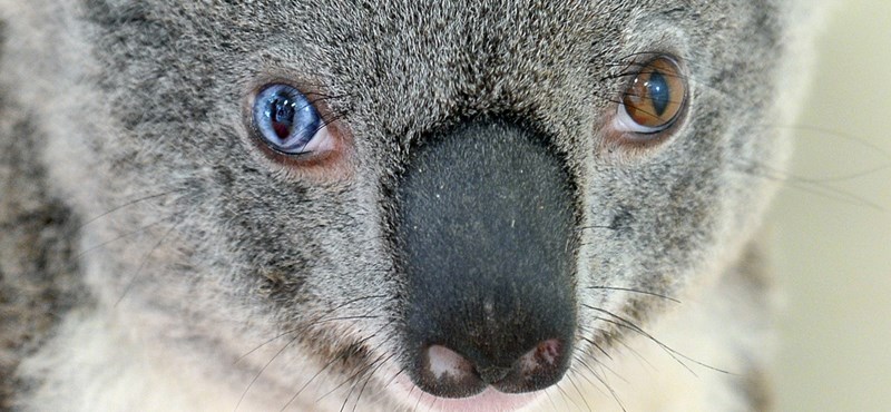 Koala a szikszói iskolákban