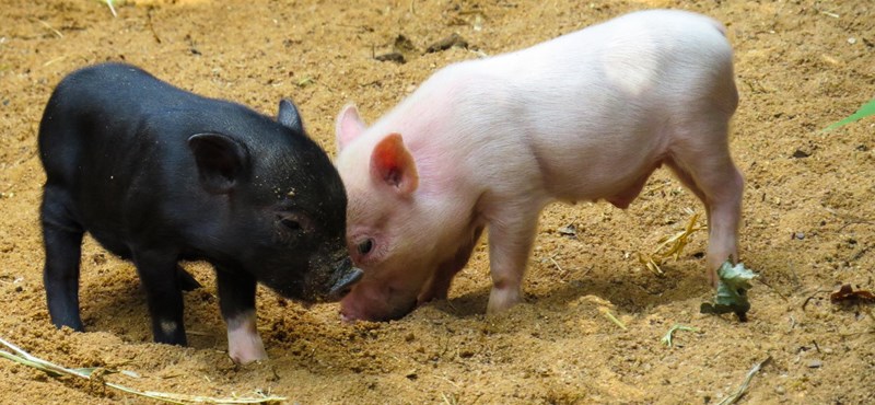 Napi cukiság: újra törpemalac-nevelőket keresnek az ELTE-n