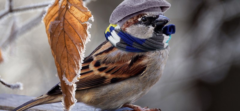 Hoz-e havat a december? Ilyen időre lehet számítani a jövő héten