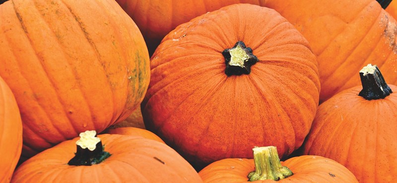 Egy hét és kezdődik az őszi szünet: mutatjuk, meddig pihenhettek novemberben