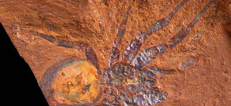 It is five times the size of its companions: the remains of a giant spider were found in Australia