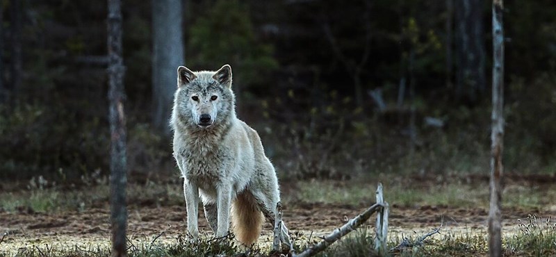 Hay 31 lobos vagando por Austria y están muy descontentos con ellos.