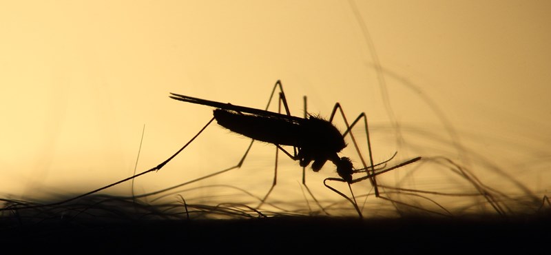Científicos han descubierto por qué a algunas personas les pican más que los mosquitos y a otras no