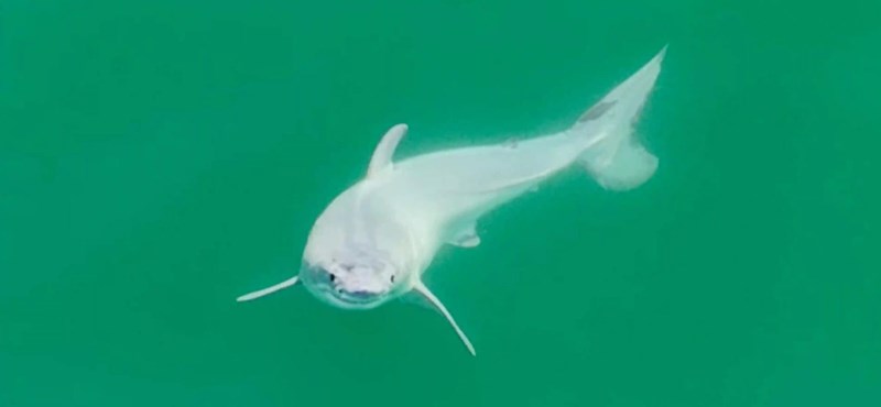 Unprecedented: A newborn white shark may have been caught for the first time - video