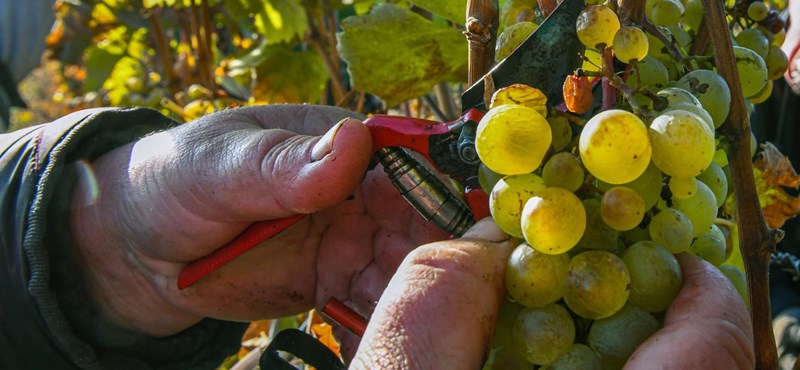 Új rektora lesz a Tokaj-Hegyalja Egyetemnek