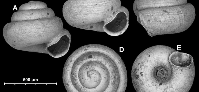 Científicos húngaros han descubierto el caracol terrestre más pequeño del mundo, no mide ni un milímetro