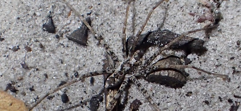 The nightmare has come true: 48 new species of spiders have been discovered in Australia