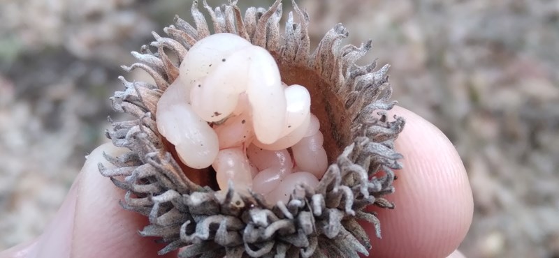 The researchers were also surprised by the strange content of the pile of acorns