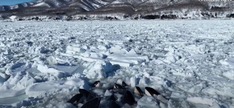 Video: A group of killer whales stuck between ice sheets off the coast of Japan