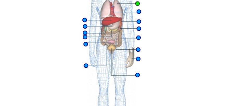 Biológiateszt estére: jól ismeritek az emberi test felépítését?