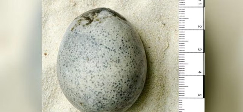 A 1,700-year-old egg was found in England, completely intact, with the white and yolk still inside.