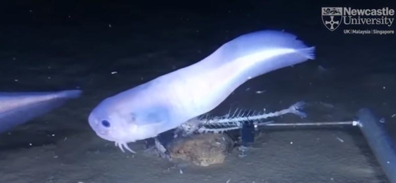 The deepest live fish was filmed in Japan