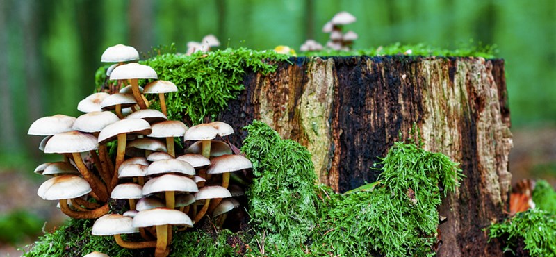 Puede haber 2,5 millones de especies de hongos en la Tierra, desconocidas para la ciencia