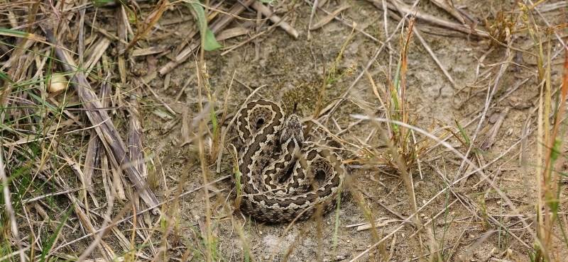 Vipera mart meg egy kutató egyetemistát