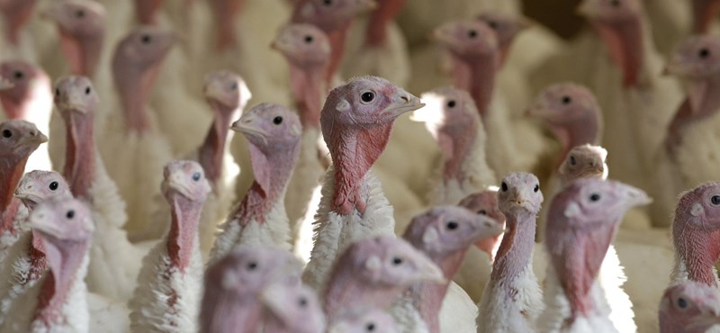 Bird flu also reared its head at a turkey farm in Pune