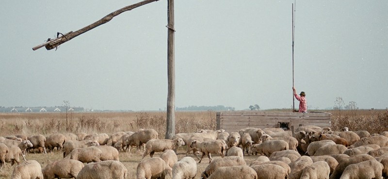 Befejeződött a Debreceni Egyetem juhászképzése