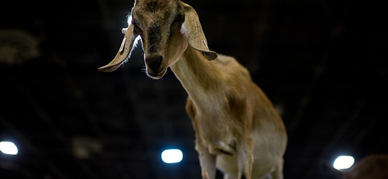 A goat detonates newly installed landmines, forty Russian soldiers wounded in Zaporizhia