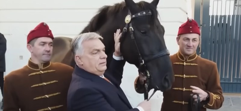 Megérkezett Törökországba Főúr, a ló, amit Orbán ajándékozott Erdogannak